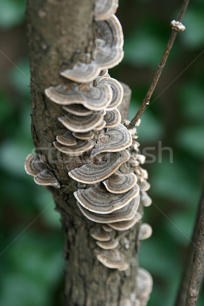 Drzewo grzyb pionowy piękna patrząc rozwój Zdjęcia stock © lisafx