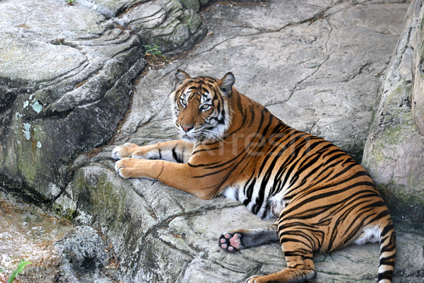 Stock photo: Tiger At Rest