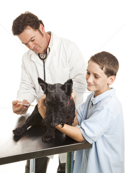 Veterinario vaccinazione cane focus faccia isolato Foto d'archivio © lisafx