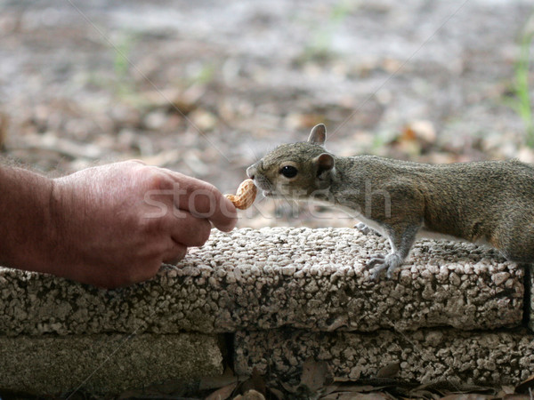 Hand Fed Squirrel Stock photo © lisafx