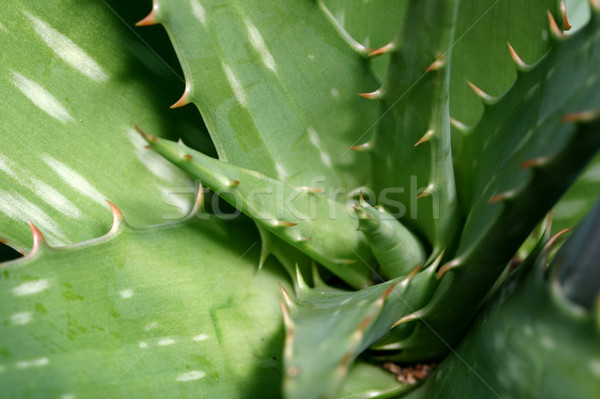 Aloe orizontala vedere grădină medicină Imagine de stoc © lisafx