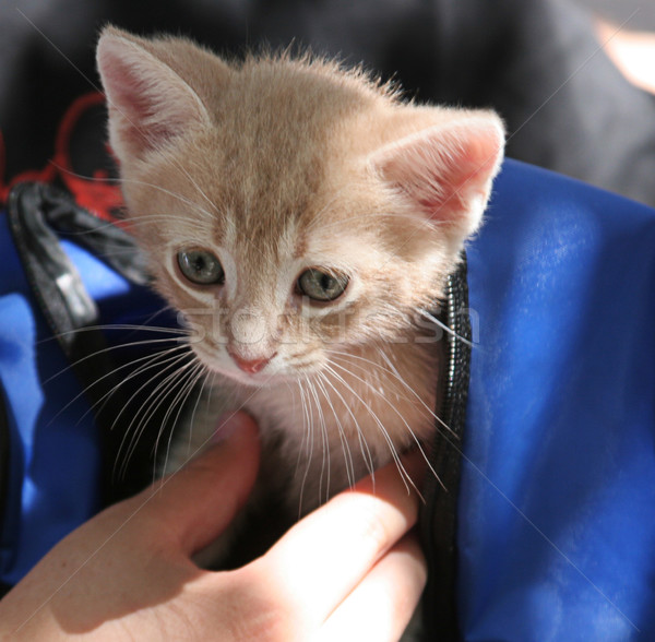 Kitten in Backpack Stock photo © lisafx