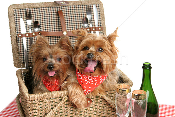 Cesta de picnic cachorros dos adorable yorkshire alimentos Foto stock © lisafx