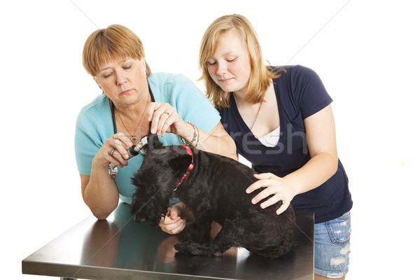 Checkup at the Veterinarian Stock photo © lisafx