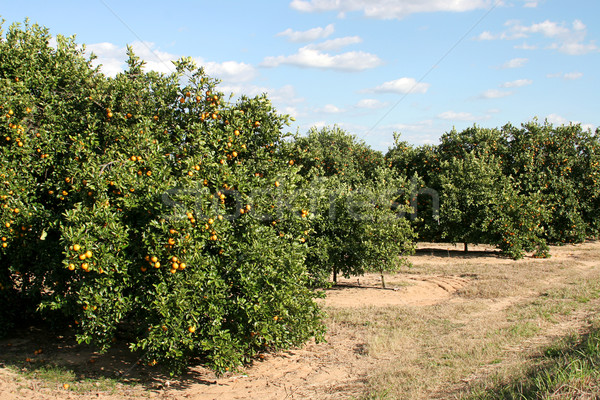 Straßenrand orange Hain Florida Orangen Bäume Stock foto © lisafx