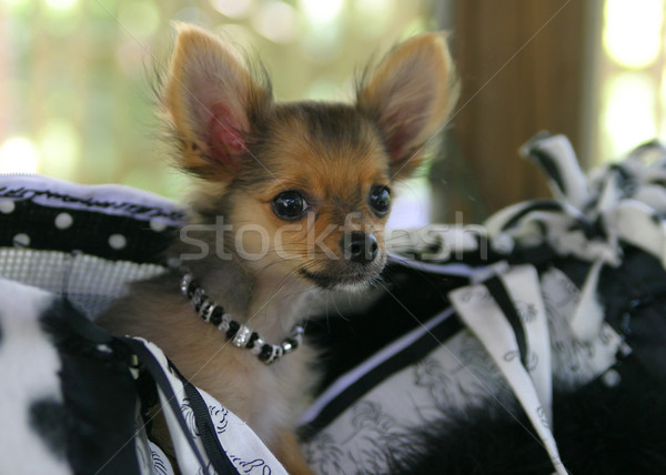 Foto stock: Bolso · cachorro · adorável · bolsa · marrom