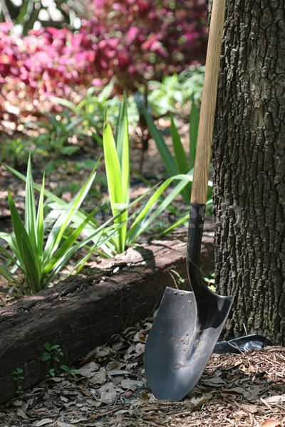 Shovel In Garden Stock photo © lisafx