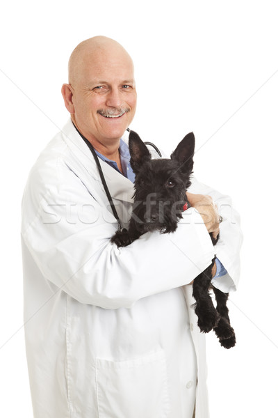 Freundlich Tierarzt halten liebenswert Hund isoliert Stock foto © lisafx