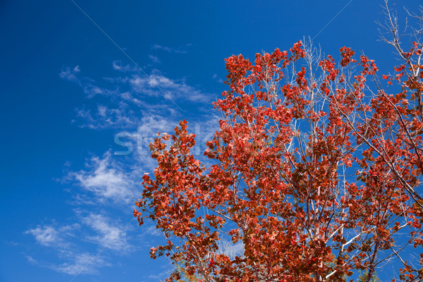 Rojo hojas otono cielo arce árbol Foto stock © lisafx