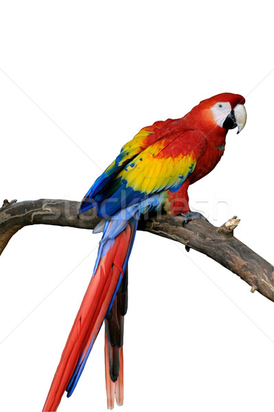 Vermelho papagaio isolado sessão ramo ouro Foto stock © lisafx