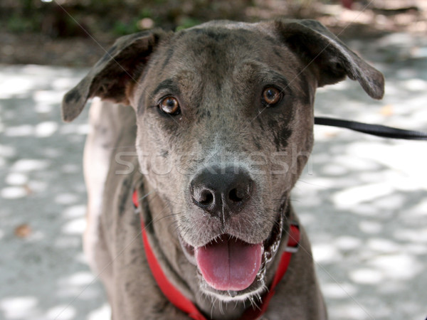 Friendly Catahoula Leopard Dog Stock photo © lisafx