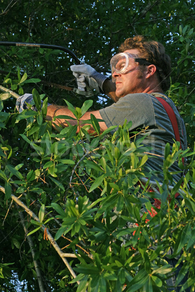 Copac lucrător siguranţă unelte văzut Imagine de stoc © lisafx