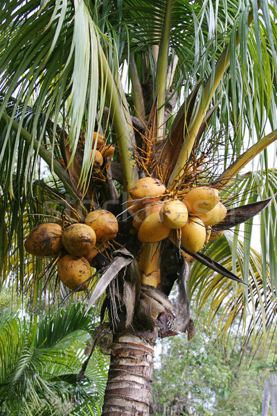 Kókuszdió növekvő közelkép kókuszpálma fa természet Stock fotó © lisafx