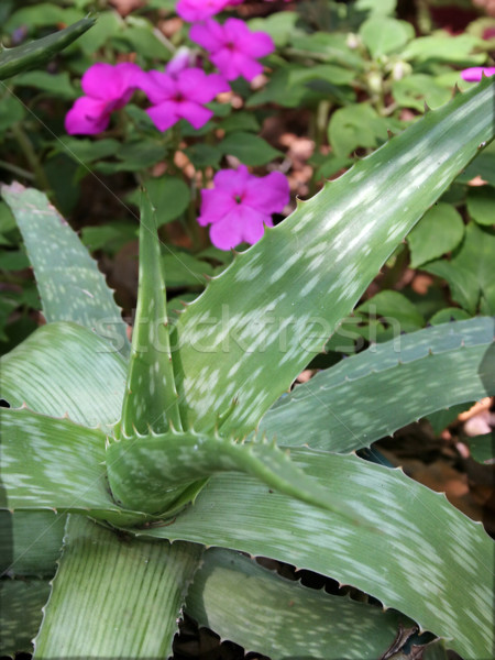 Aloe In Garden Vertical Stock photo © lisafx