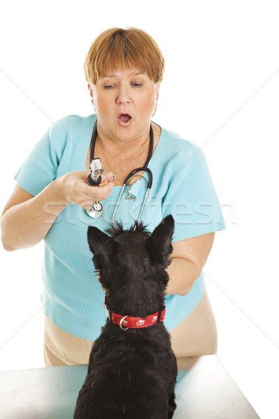 Female Vet Examines Dog Stock photo © lisafx