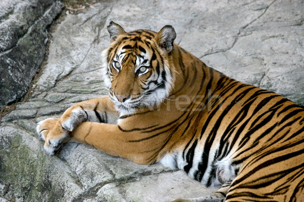 Tigrii portret frumos tigru ochi stâncă Imagine de stoc © lisafx