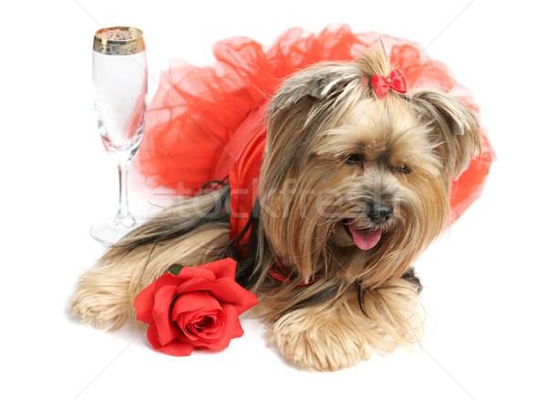 Vin roses triste yorkshire terrier satin [[stock_photo]] © lisafx