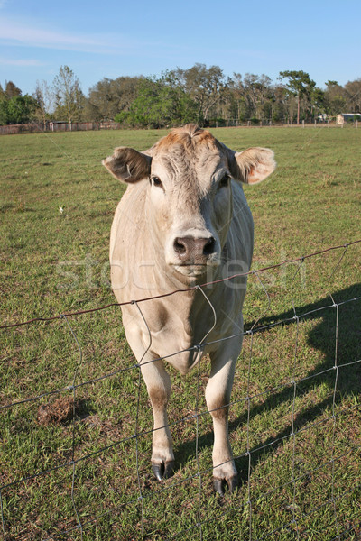 Curious Cow Stock photo © lisafx