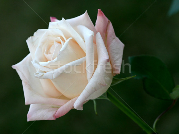 Beautiful White Rose Stock photo © lisafx