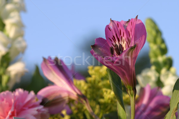 Jardin fleurir coloré fleurs accent [[stock_photo]] © lisafx