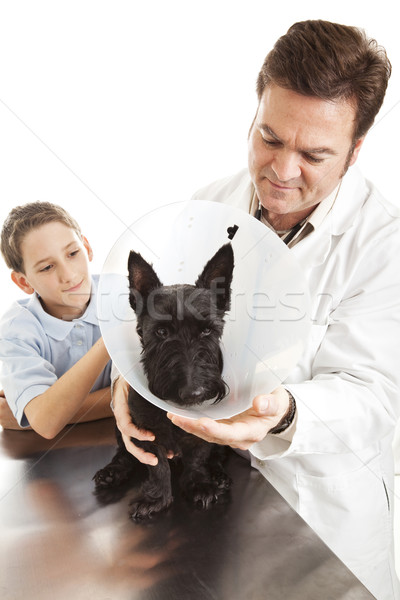 Veterinário cão mastigar pequeno menino Foto stock © lisafx