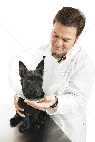 Veterinarian With Dog Stock photo © lisafx