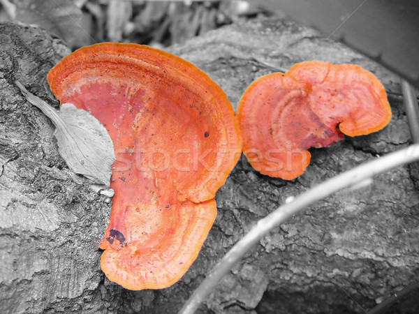 Orange Fungus Stock photo © lisafx