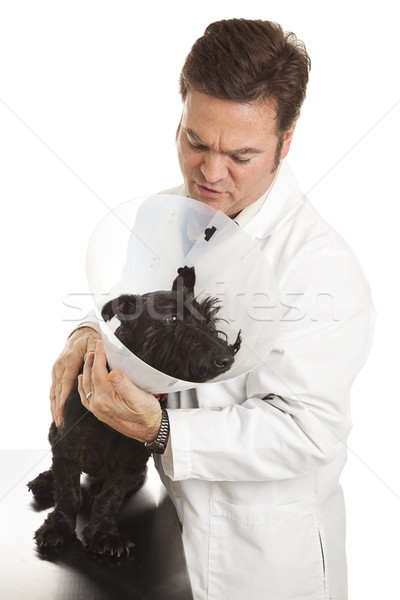 Weterynarz nerwowy pacjenta lekarz weterynarii w dół odizolowany Zdjęcia stock © lisafx