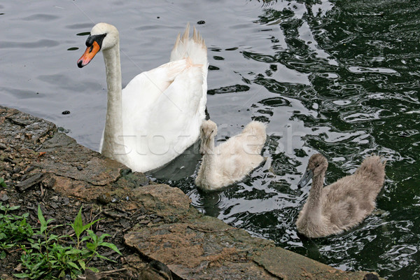 Mother Swan & Babies Stock photo © lisafx