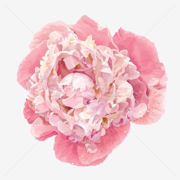 Rosa Blume luxuriöse gemalt Pastell Farben Stock foto © LisaShu