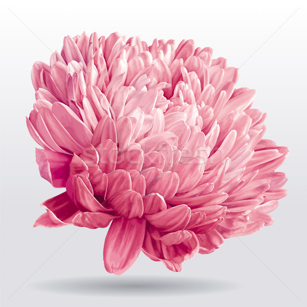 Luxurious pink Aster flower Stock photo © LisaShu