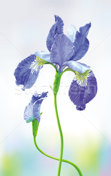 Blue Iris vector flower  Stock photo © LisaShu