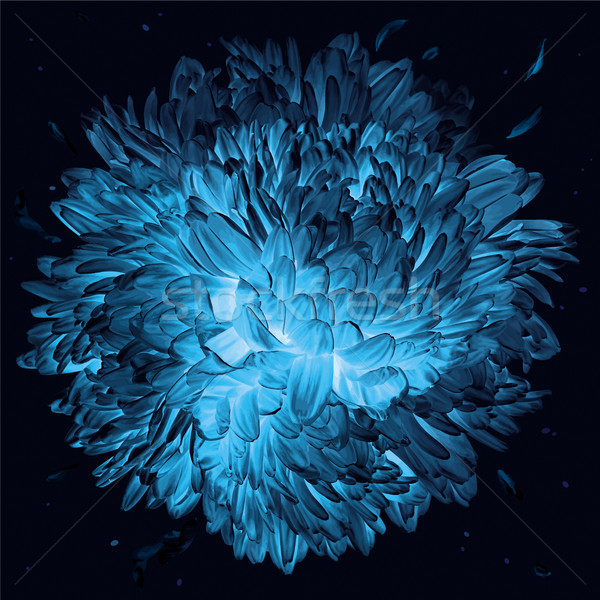 Night luminous vector Chrysanthemum flower spherical composition Stock photo © LisaShu