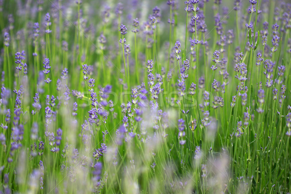 Lavanda belo flores jardim beleza planta Foto stock © LIstvan