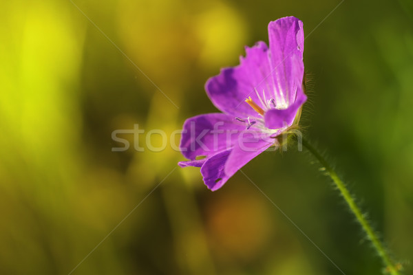 ピンクの花 日没 花 美 夏 ストックフォト © LIstvan