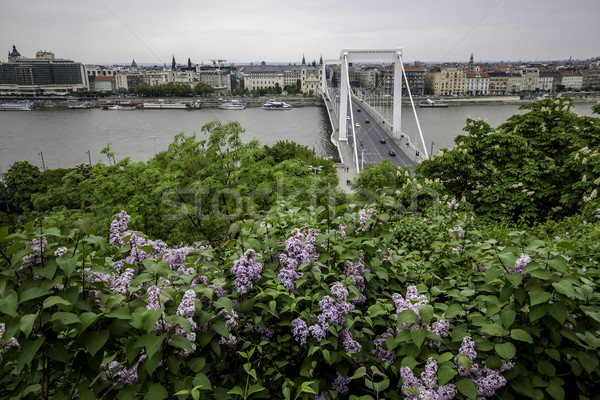 Puente vista Budapest Hungría flores agua Foto stock © LIstvan