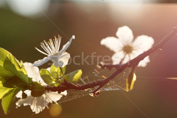 white flower Stock photo © LIstvan