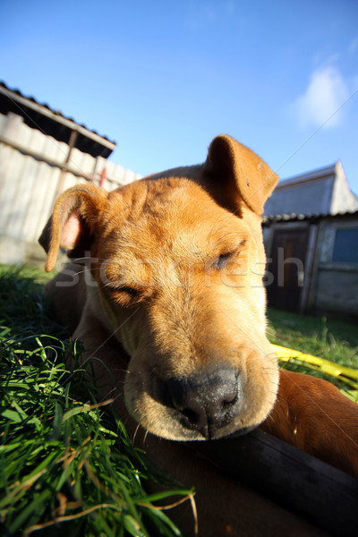 犬 寝 かわいい 草 美 緑 ストックフォト © LIstvan