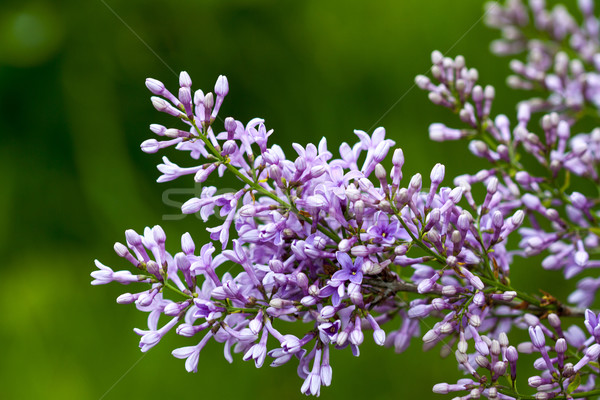 器官 花卉 綠色 紫色 花 葉 商業照片 © LIstvan
