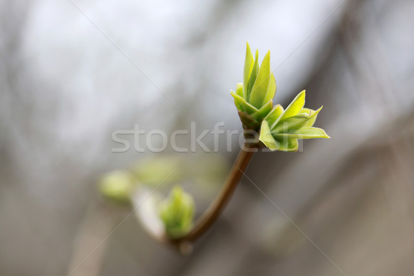 緑 つぼみ ツリー 春 木材 ストックフォト © LIstvan