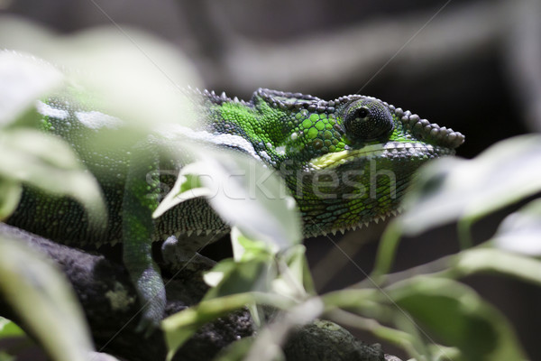 Camaleão ver verde retrato animais Foto stock © LIstvan