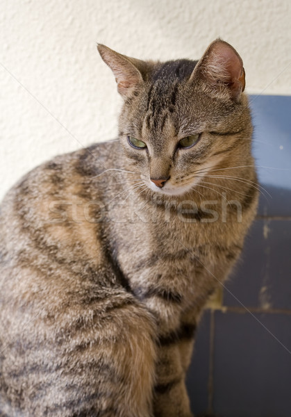 Cute young tabby cat relaxing. Stock photo © lithian