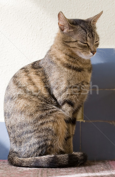 Young female housecat. Stock photo © lithian