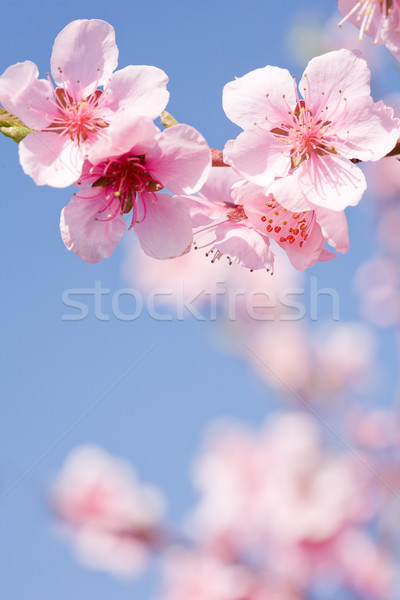 Stock photo: Beautiful spring flowers with clear blue sky.