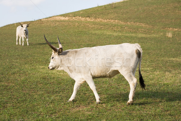 Photo stock: Hongrois · gris · bovins · spéciale · herbe