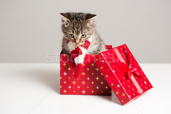 Сток-фото: мало · выстрел · котенка · декоративный · Рождества