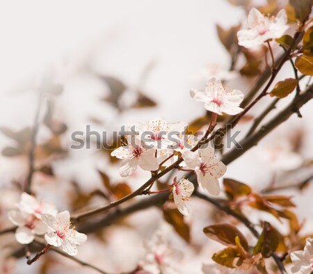 It's springtime again. Stock photo © lithian