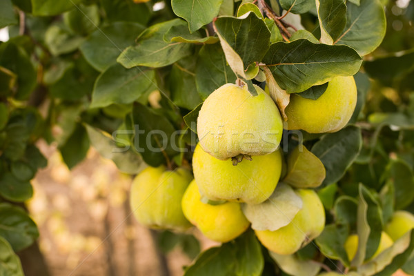 Foto stock: Raro · maduro · suculento · orgânico · naturalismo