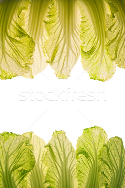 LIght thru shot of cabbage leaves with copy space. Stock photo © lithian