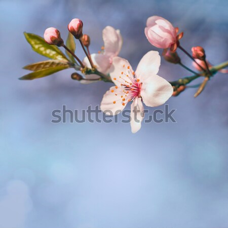 Belo cedo flores da primavera cópia espaço primavera verde Foto stock © lithian